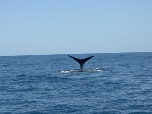 Christchruch - Blenheim